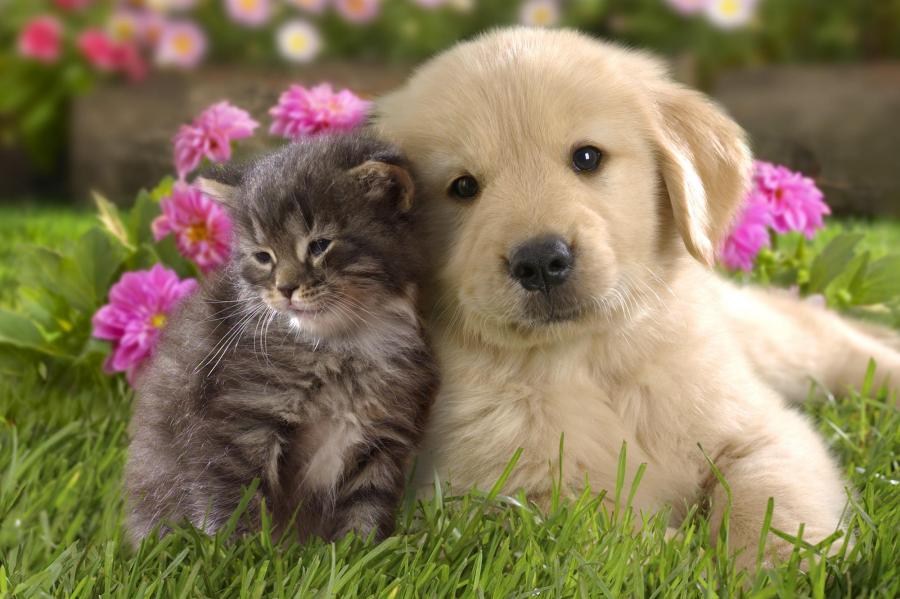 puppy _ kitten image.jpg