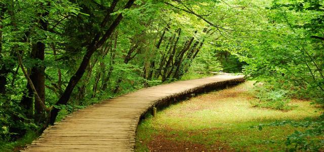 Forest boardwalk