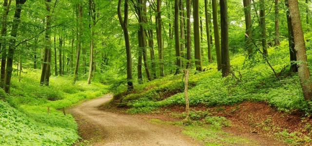 Forest path