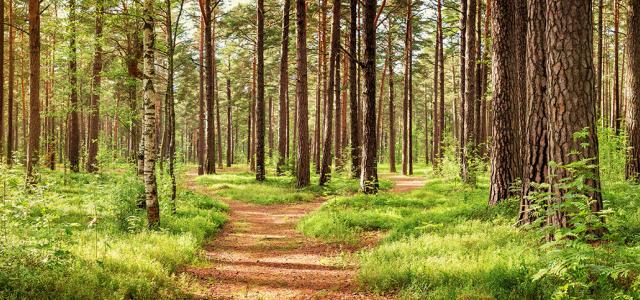 Forest path